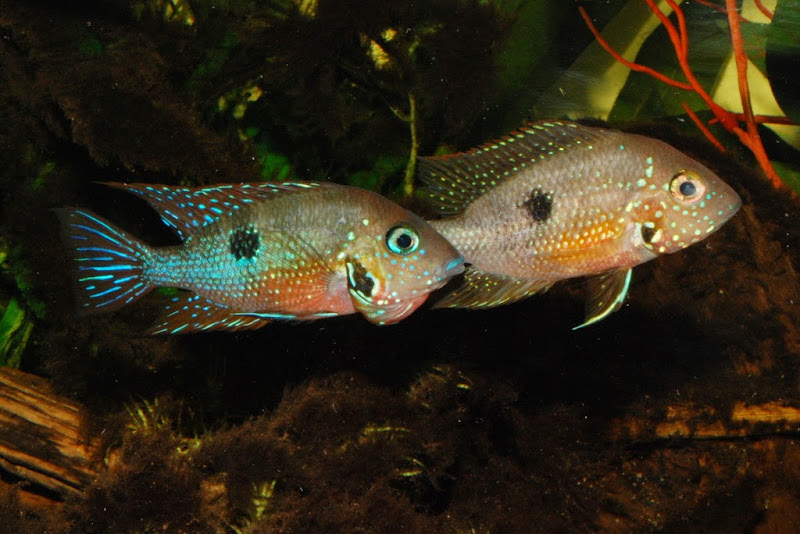 Thorichthys maculipinnis "ellioti" Tilapan Rio Tepango 2010 - Page 5 DSC_6715