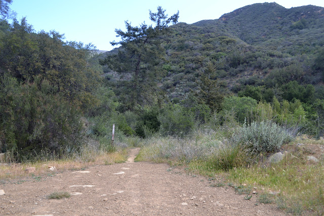 dirt track into trees marked by trail sign