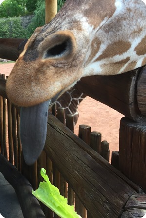 Feeding the Giraffes at Cheyenne Mountain Zoo