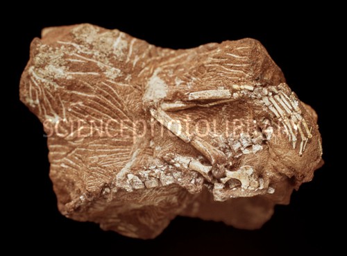 파일:external/www.sciencephoto.com/C0165440-Megazostrodon_mammal%2C_fossil_bones-SPL.jpg