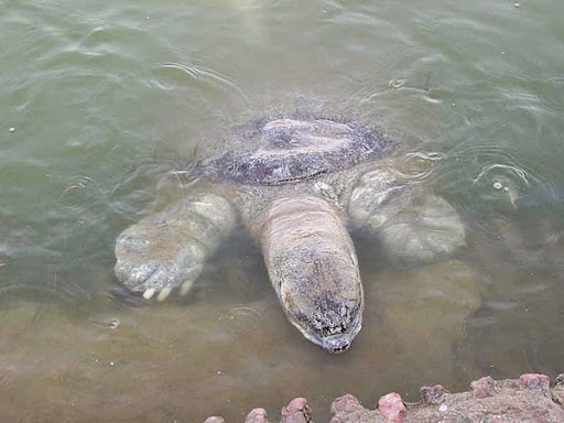 Холм Говардхан