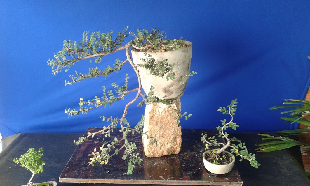Alguns de meus bonsai ...diversos... 20130322_144951