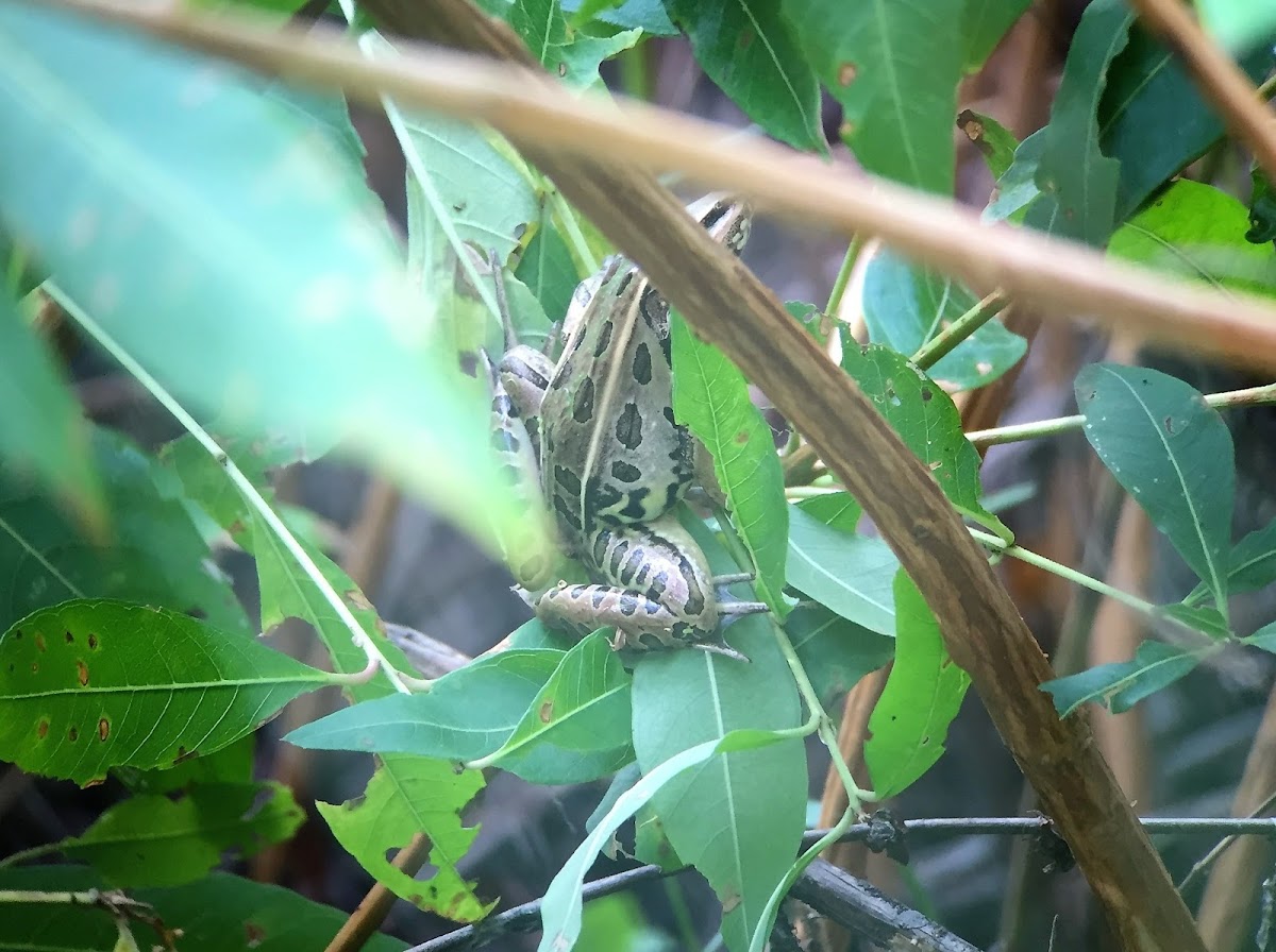 Leopard Frog