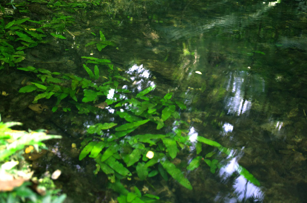 Barclaya longifolia