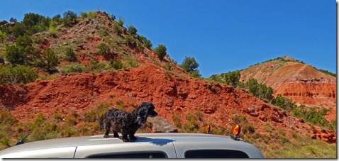 Skruffy at Palo Duro Canyon State Park