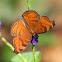 Chocolate (Brown) Pansy