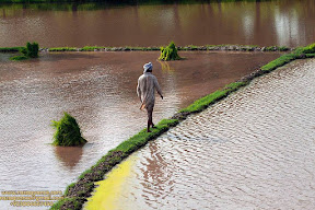 In The Fields of Punjab