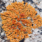 Maritime Sunburst Lichen