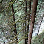 tall trees at the Capilano Suspension Bridge in North Vancouver, Canada 