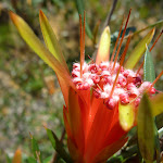 Mountain Devil (Lambertia formosa) (367967)