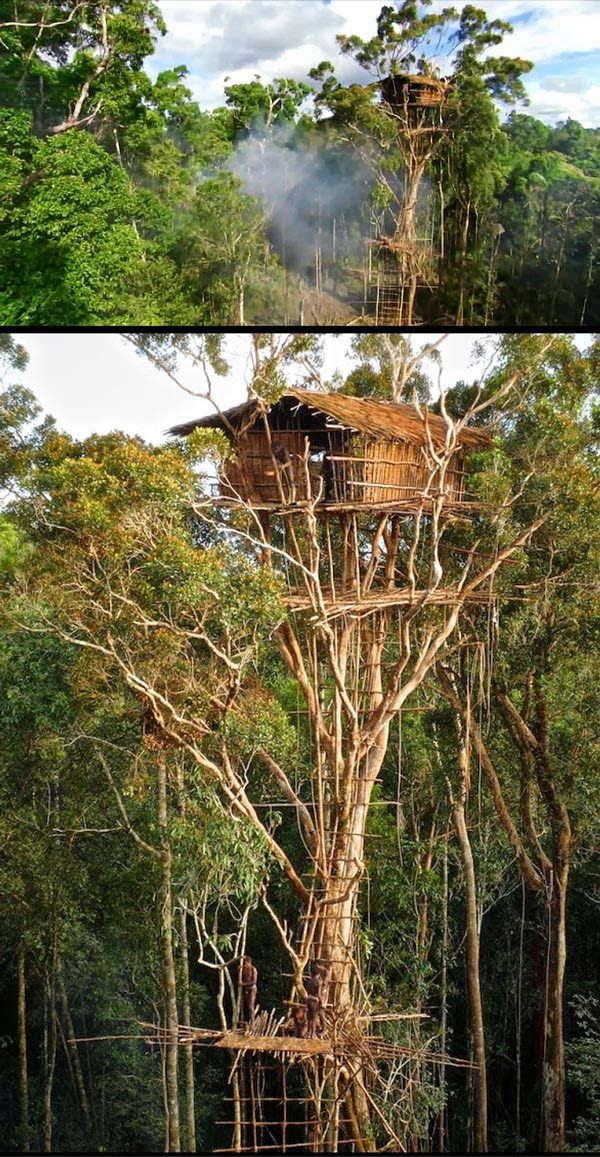 Blog Serius Serius Cool Rumah Pokok Suku Kaum Korowai Papua New Guinea 11 Gambar