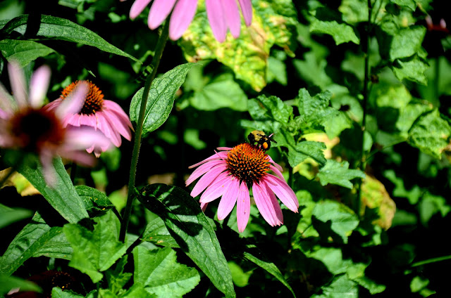  மிகவும் அருமையான படங்கள்  DSC_1283