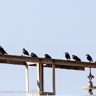 Spotless Starling; Estornino Negro