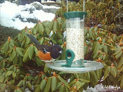 Spotted Towhee