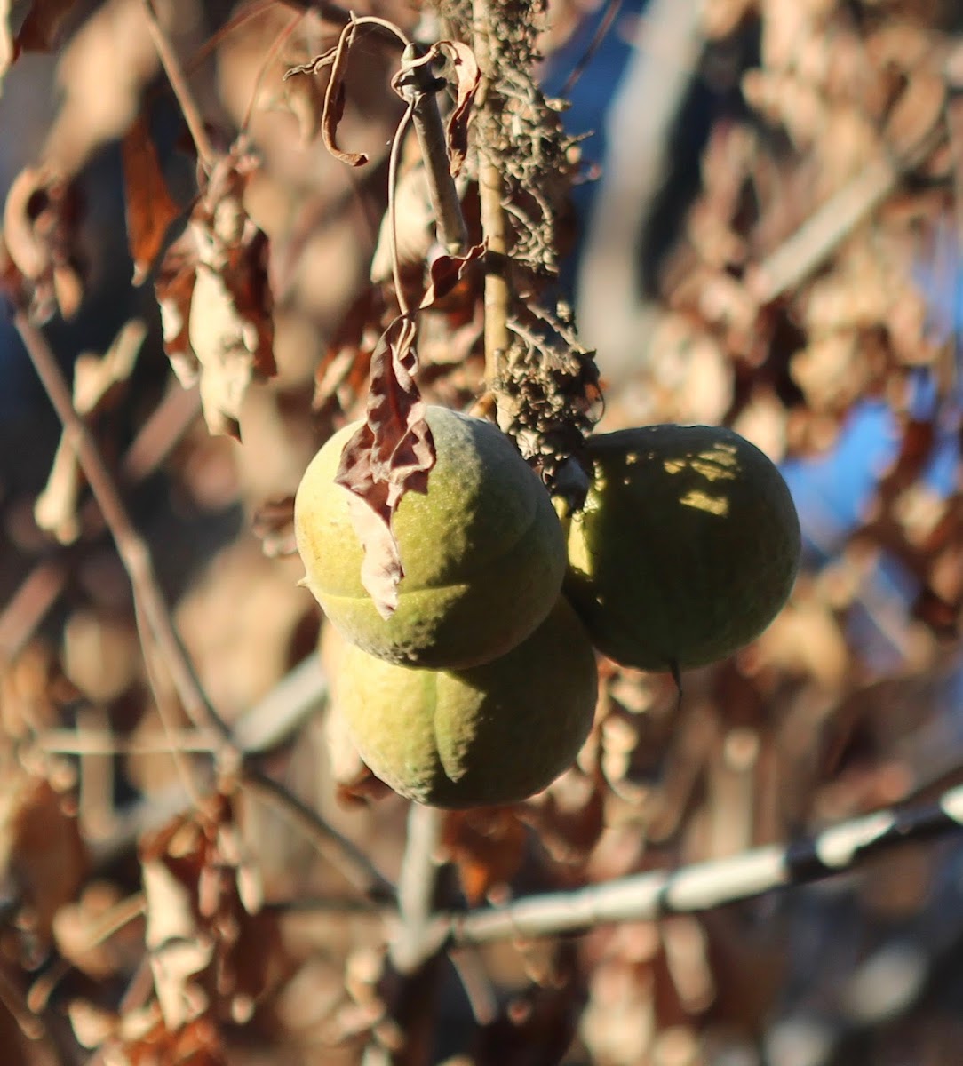 California Buckeye