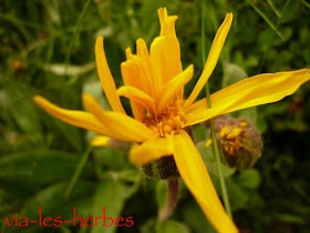 Arnica, Arnica montana, Famille: Astéracées, Haute- Loire, juin 2010. Très utilisée en homéopathie, sous forme de petits granules à mettre sous la langue, indispensable dans la trousse de secours familiale pour traiter les entorses, les traumatismes musculaires... mais aussi pour une bonne protection vasculaire avant une intervention chirurgicale. Arnica.jpg