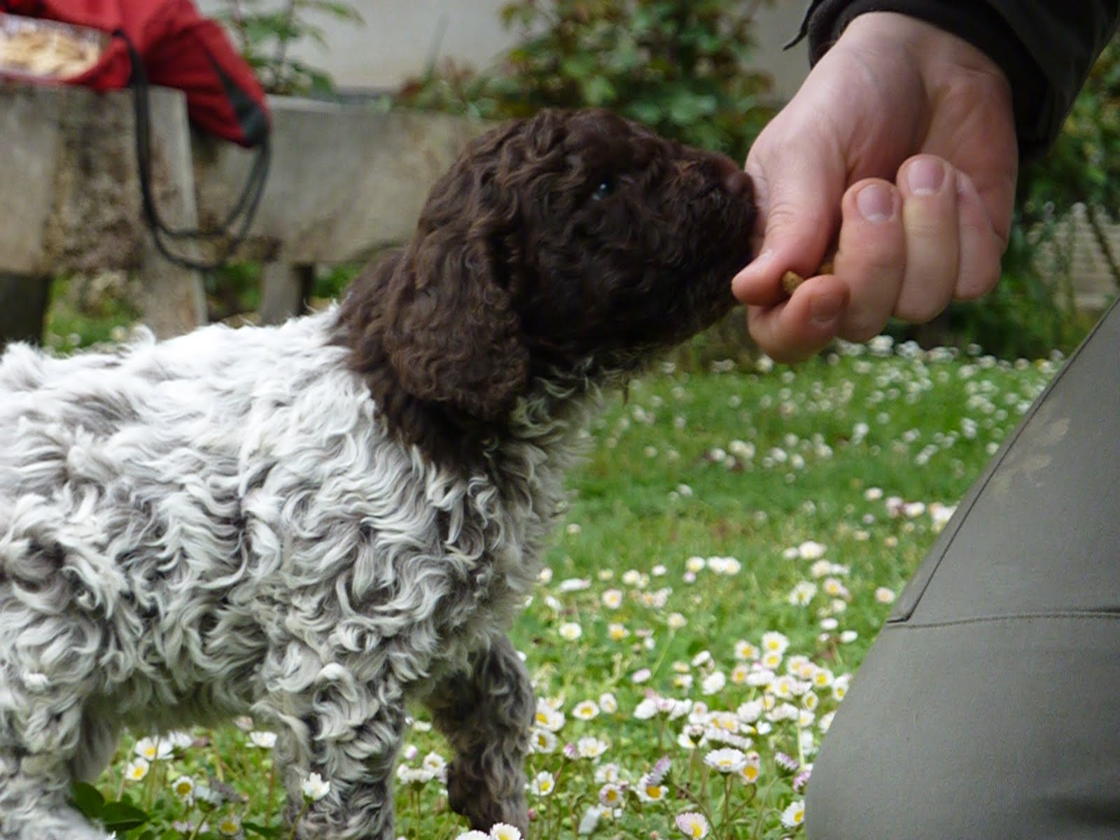 ADDESTRARE IL LAGOTTO alla cerca del tartufo - PerPets