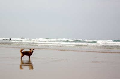Dog on the beach in Cornwall England