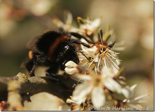 16-Buff-tailed-bumblebee