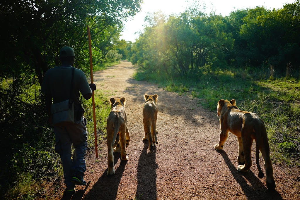 cub interaction at Ukutula Lion Reserach Center in Johannesburg, South Africa