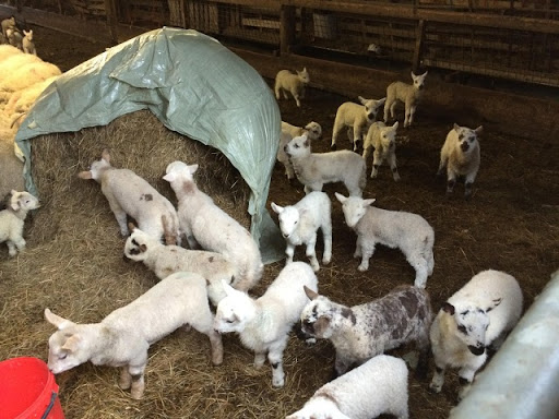 New Arrivals at Tyn Yr Onnen