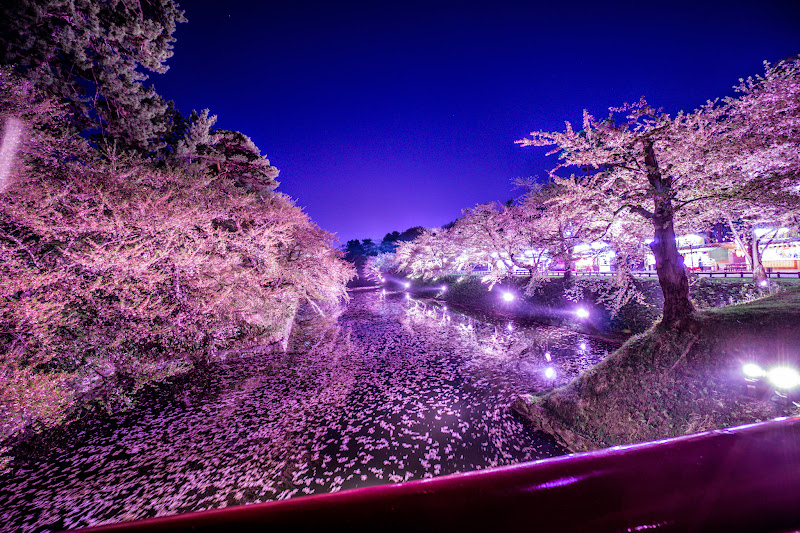 弘前公園 夜桜 ライトアップ 写真4