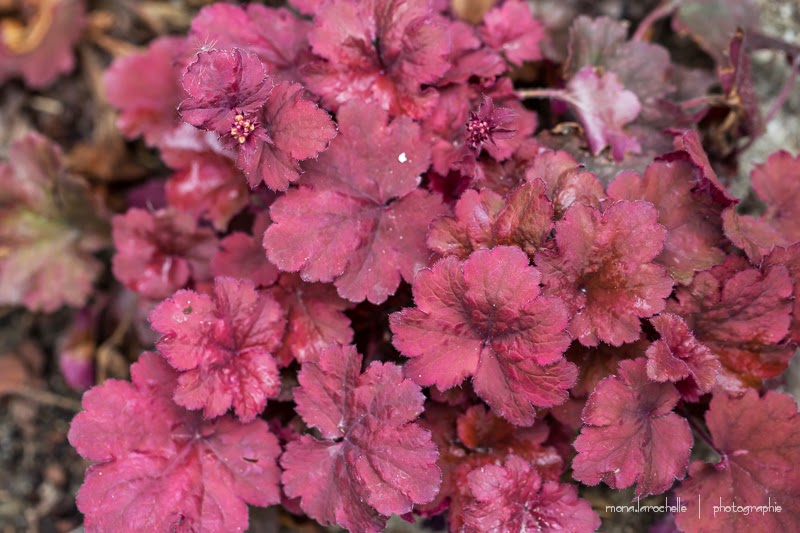 Heuchera les fortes, cuvée 2013 chez Valentine Heuchera-rootbeer-130601-7rm