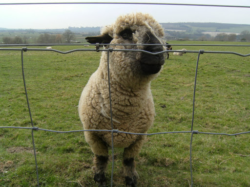 1103120001 Inquisitive Hampshire sheep, Burpham