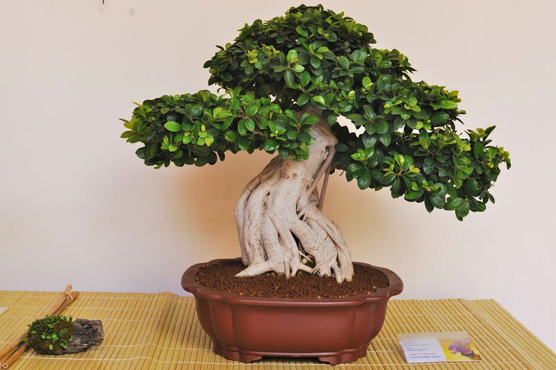 XXV Exposición de Primavera de la Asociación Cordobesa de Bonsái. 005+28+Ficus%252C+Ficus+carica+%2528macrocarpa%2529+-+Ne-agari+de+Antonio+Mill%25C3%25A1n+Bernal+20130518+011+DSC_0084