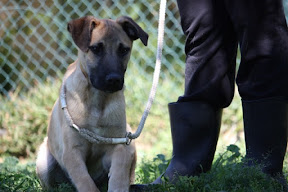 Anzol - Rehomed Germany