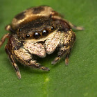 Jumping Spider