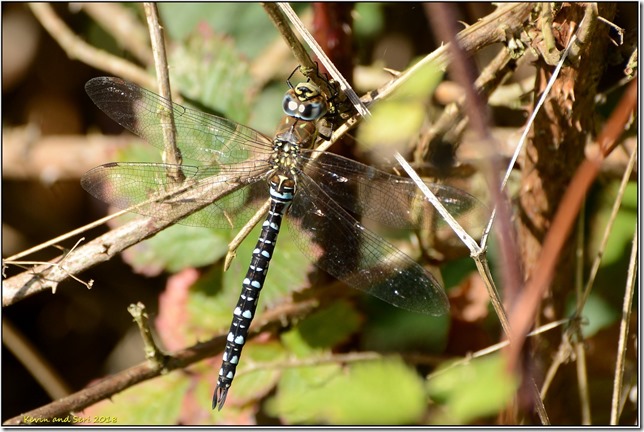 Brandon Marsh D800 DX  29-09-2018 16-22-45