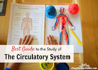 The Study of the Circulatory System for Kids