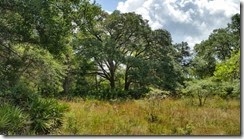 Bookend Oaks