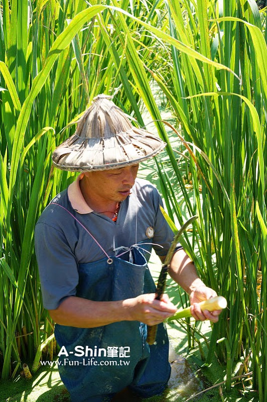 桃米休閒農業區15