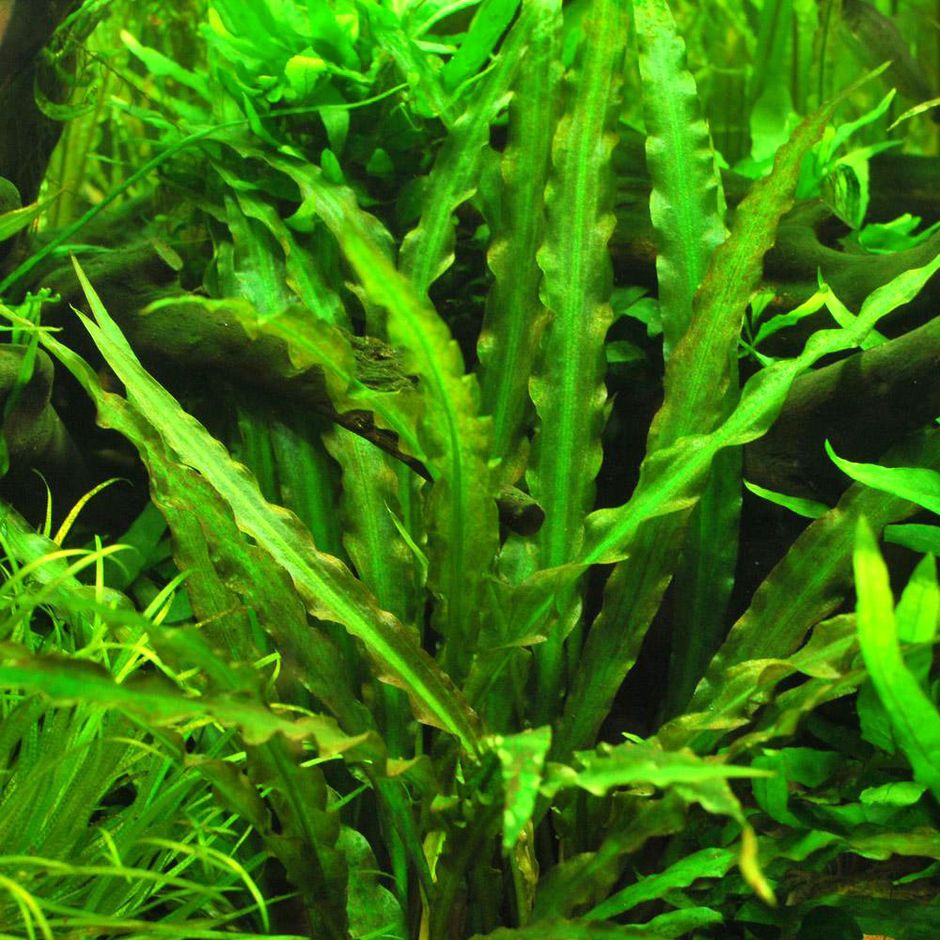 Криптокорина спиральная (Cryptocoryne spiralis)