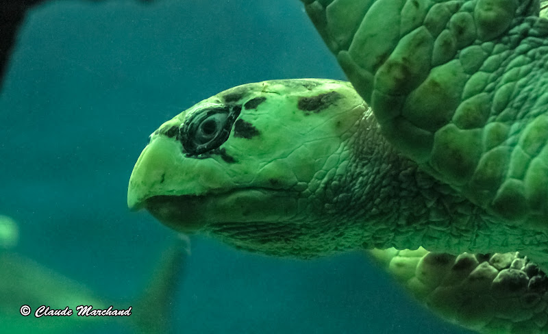 Aquarium de Saint-Malo 20120823_St_Malo_0165