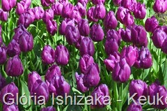 Glória Ishizaka - Keukenhof 2015 - tulipa 38