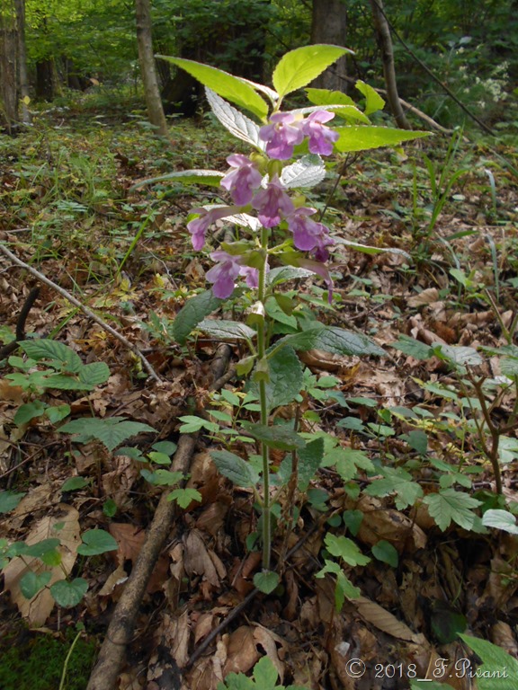 Erba limona o Bocca di lupo (Melittis melissophyllum L.)