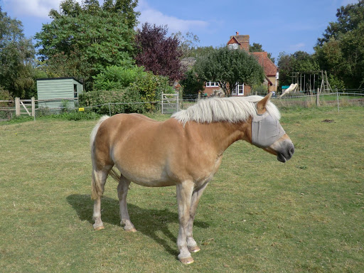 CIMG4749 Horse in field, Wepham