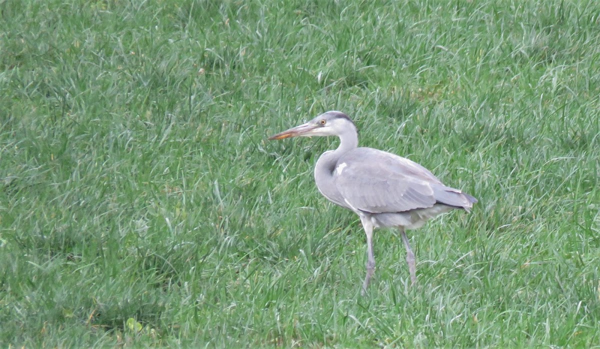 Grey Heron