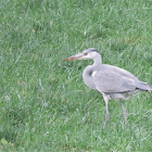 Grey Heron