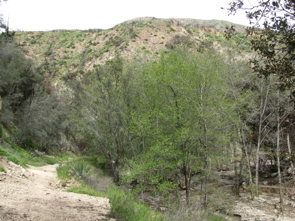 Hilltops of ash and calm creek.