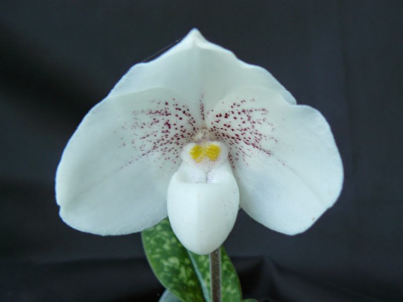 Paphiopedilum Greyi (godefroyae x  niveum) P1050216