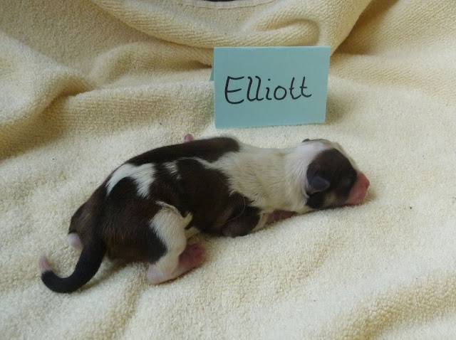 Elliott