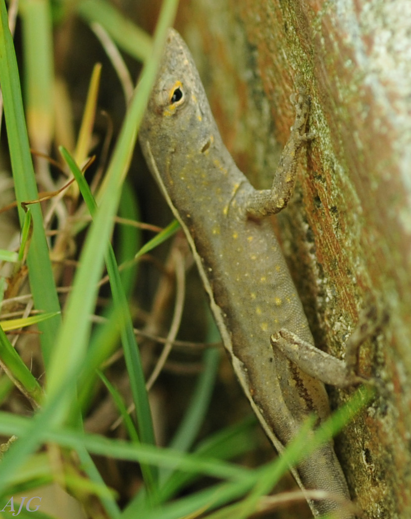 Brown anole