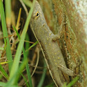 Brown anole