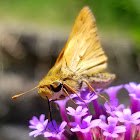 Fiery skipper