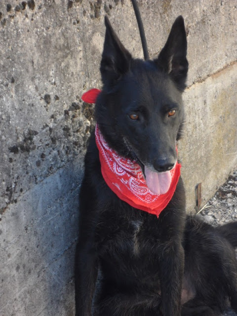 BOOMER - x labrador  7 ans - Chenil refuge de Sisteron (04) Boomer