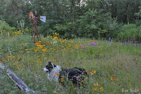 Chancer in the wildflowers